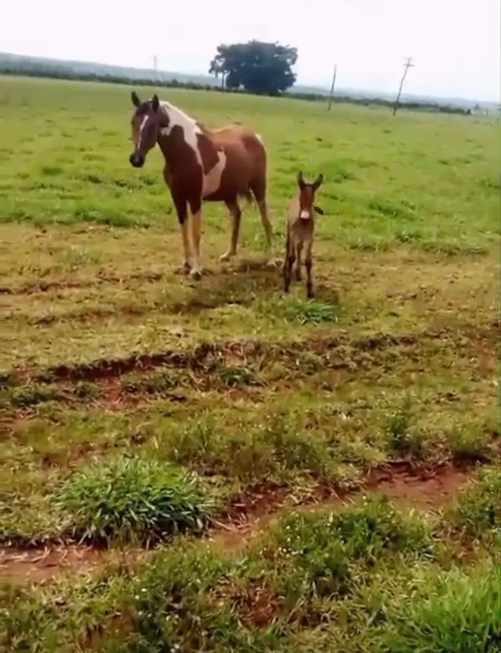 Égua mangalarga pampa parida de mula