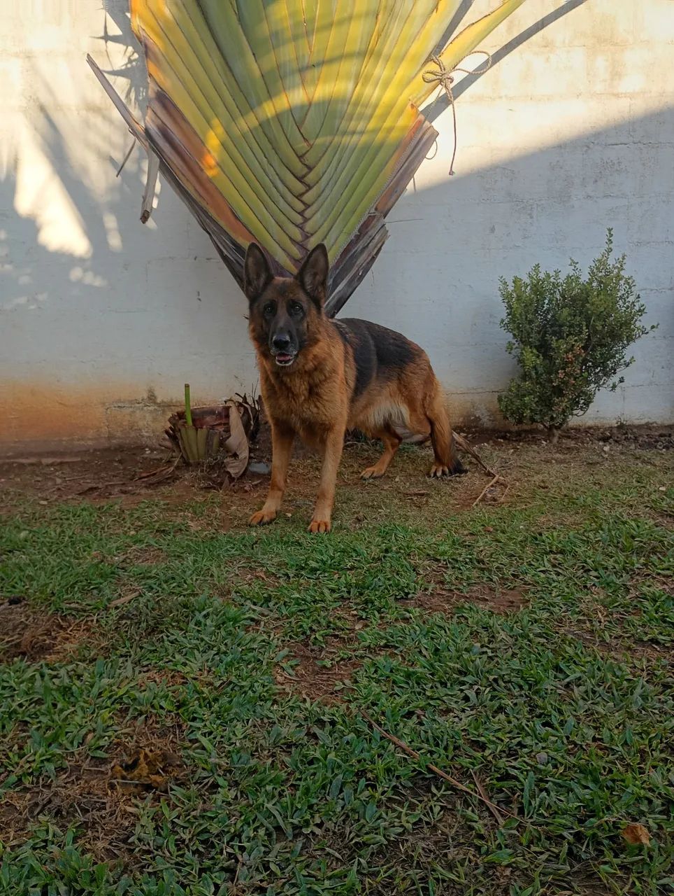 Pastor alemão  - Foto 2