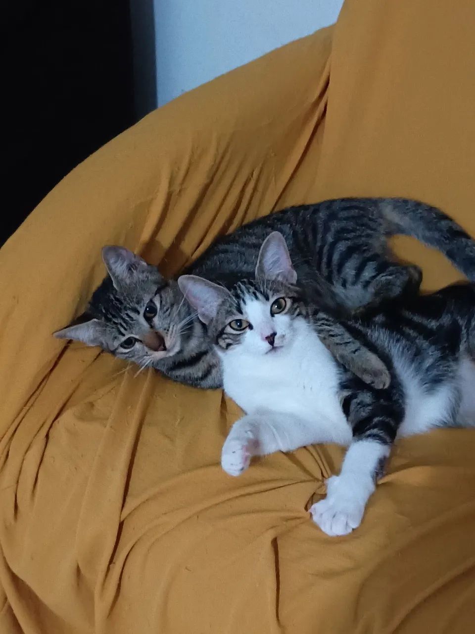 Doação caixa de transporte grande e duas gatinhas  - Foto 6