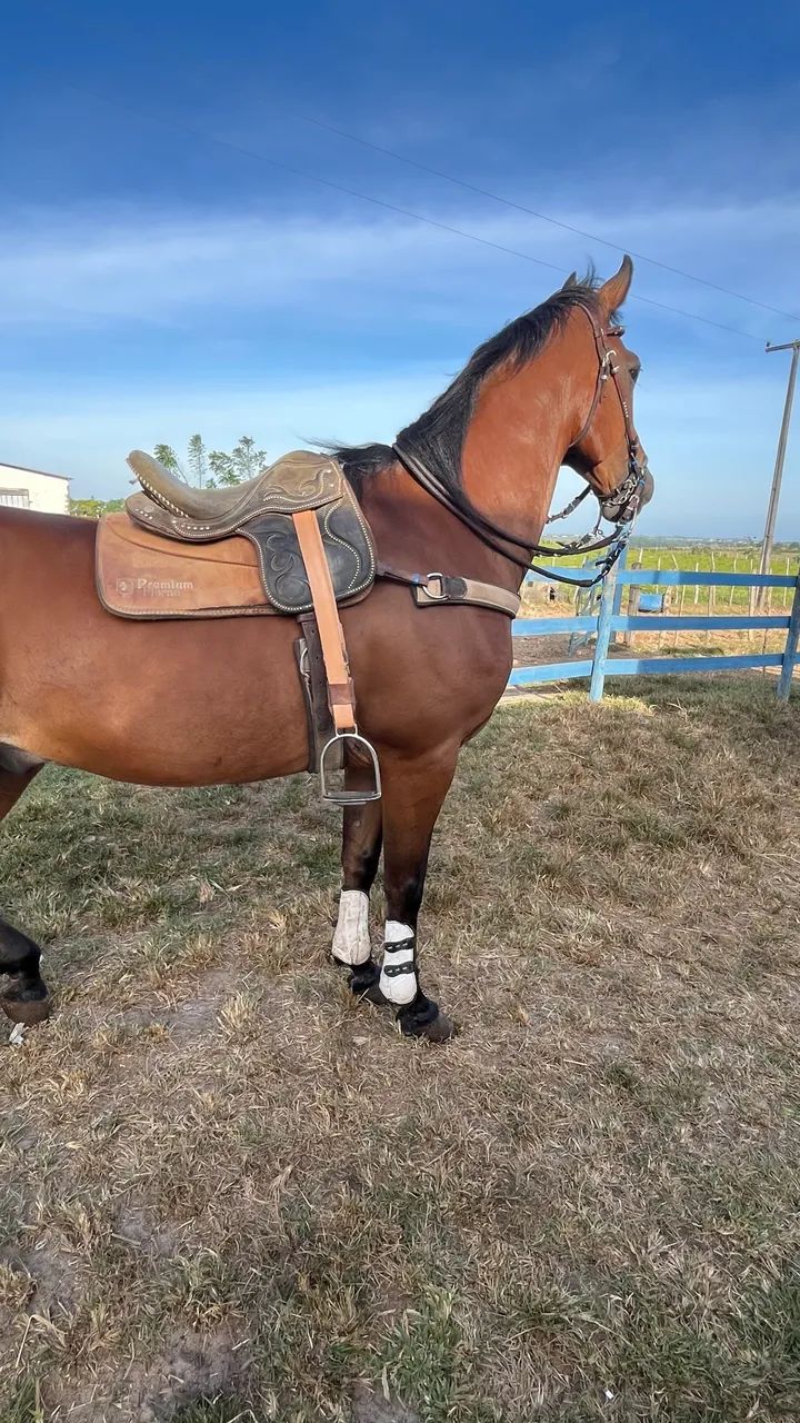 Cavalo de direita  - Foto 2