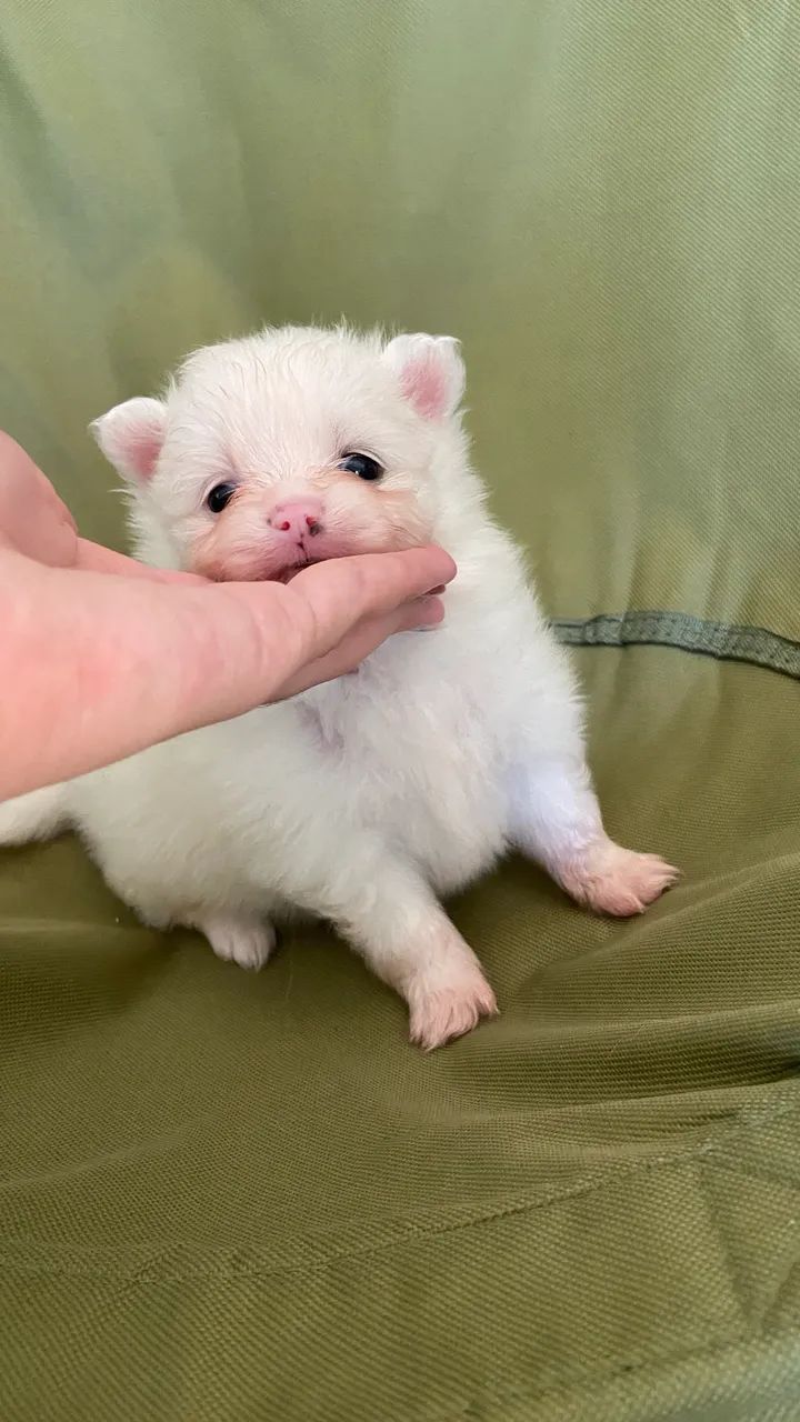 Lulu da pumerânea, spitz alemão  - Foto 5