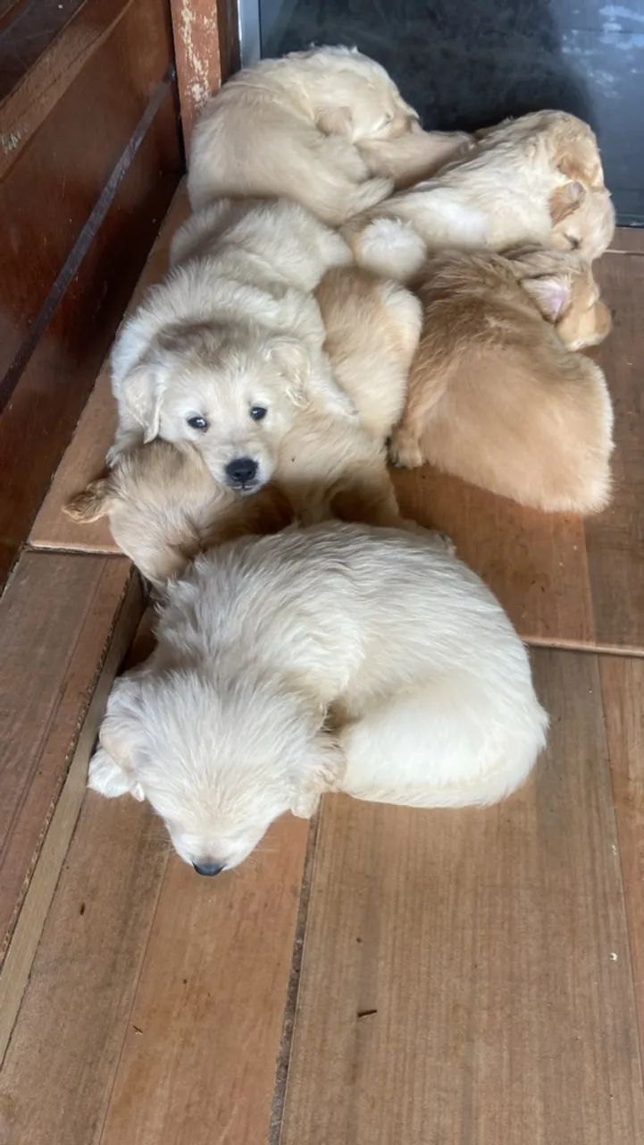 Golden retriever  - Foto 5