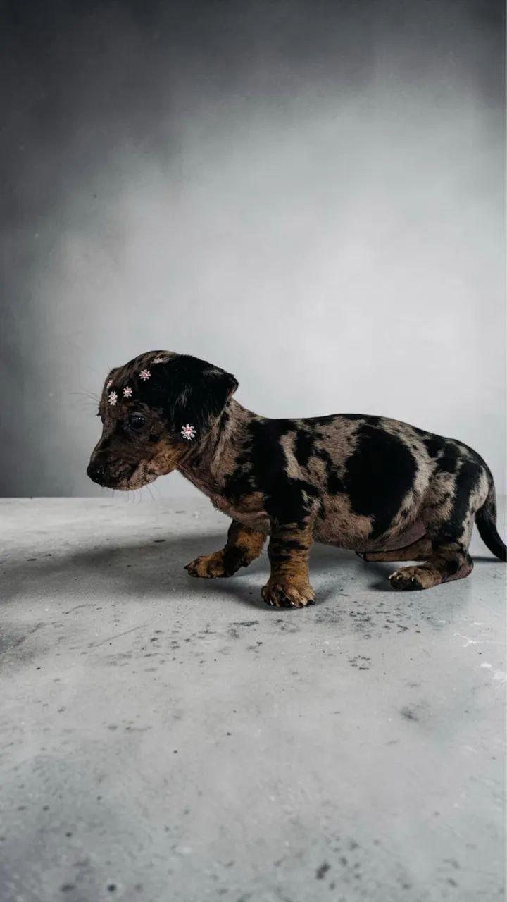 Fêmea de Daschund mini - Foto 3