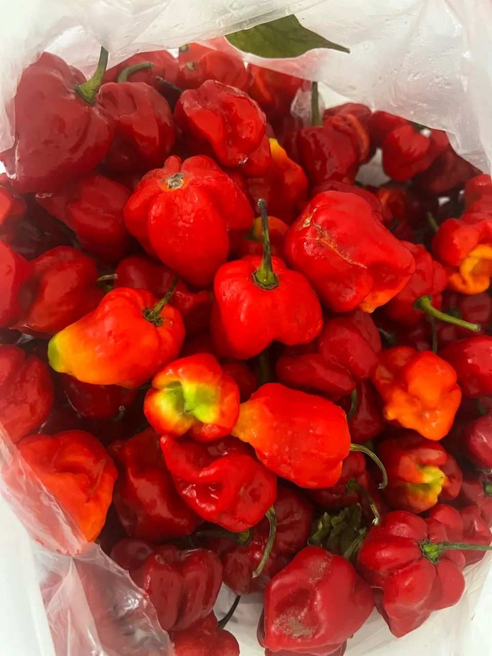 Pimenta carolina heaper  - Foto 2