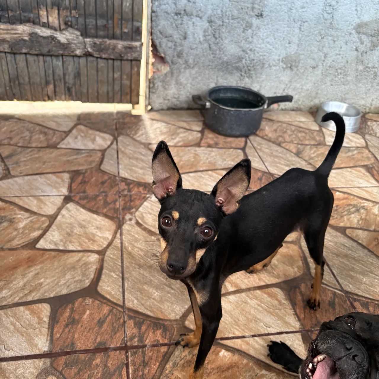 Cachorro - Foto 3