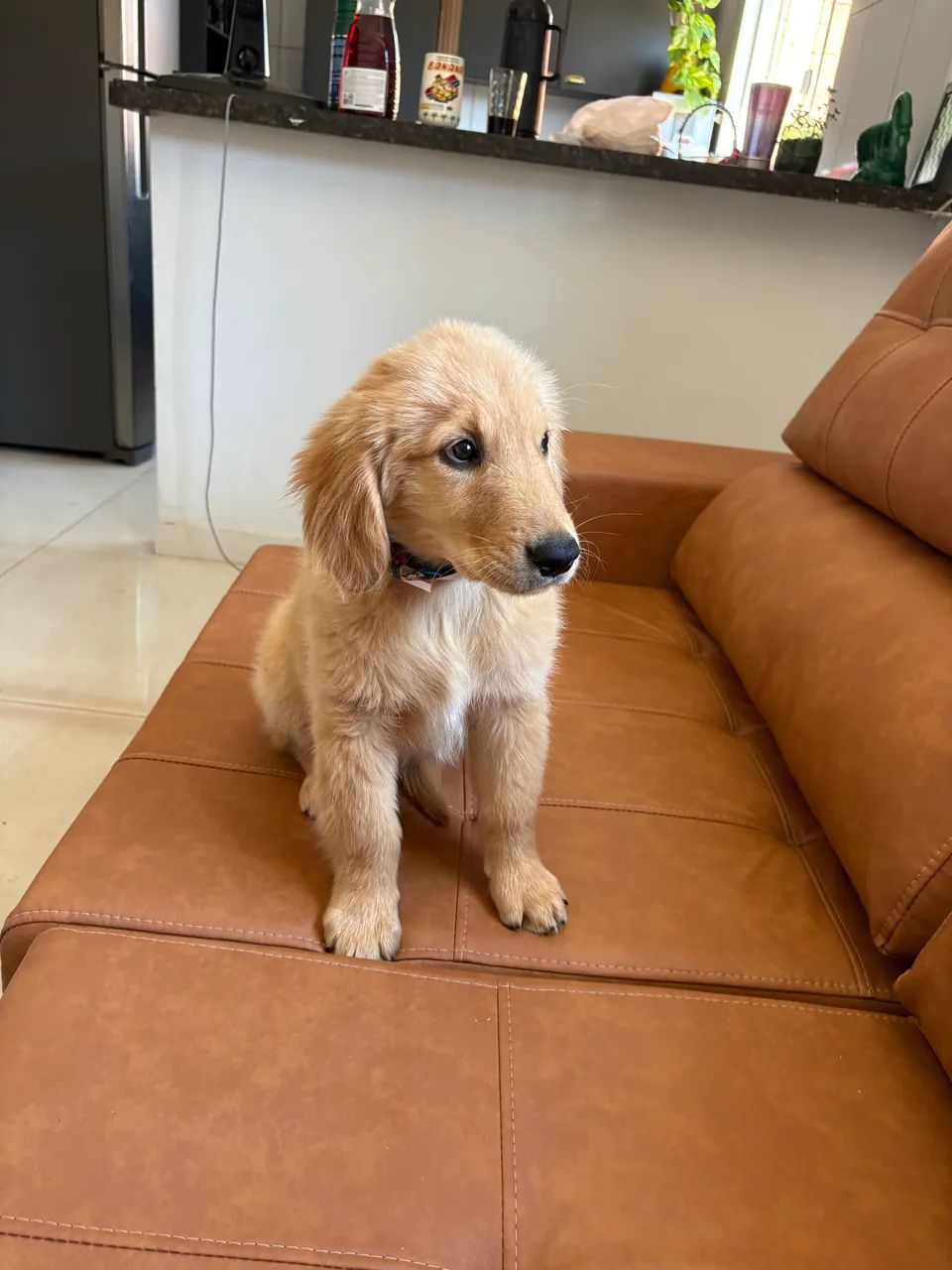 Golden retriever  - Foto 3