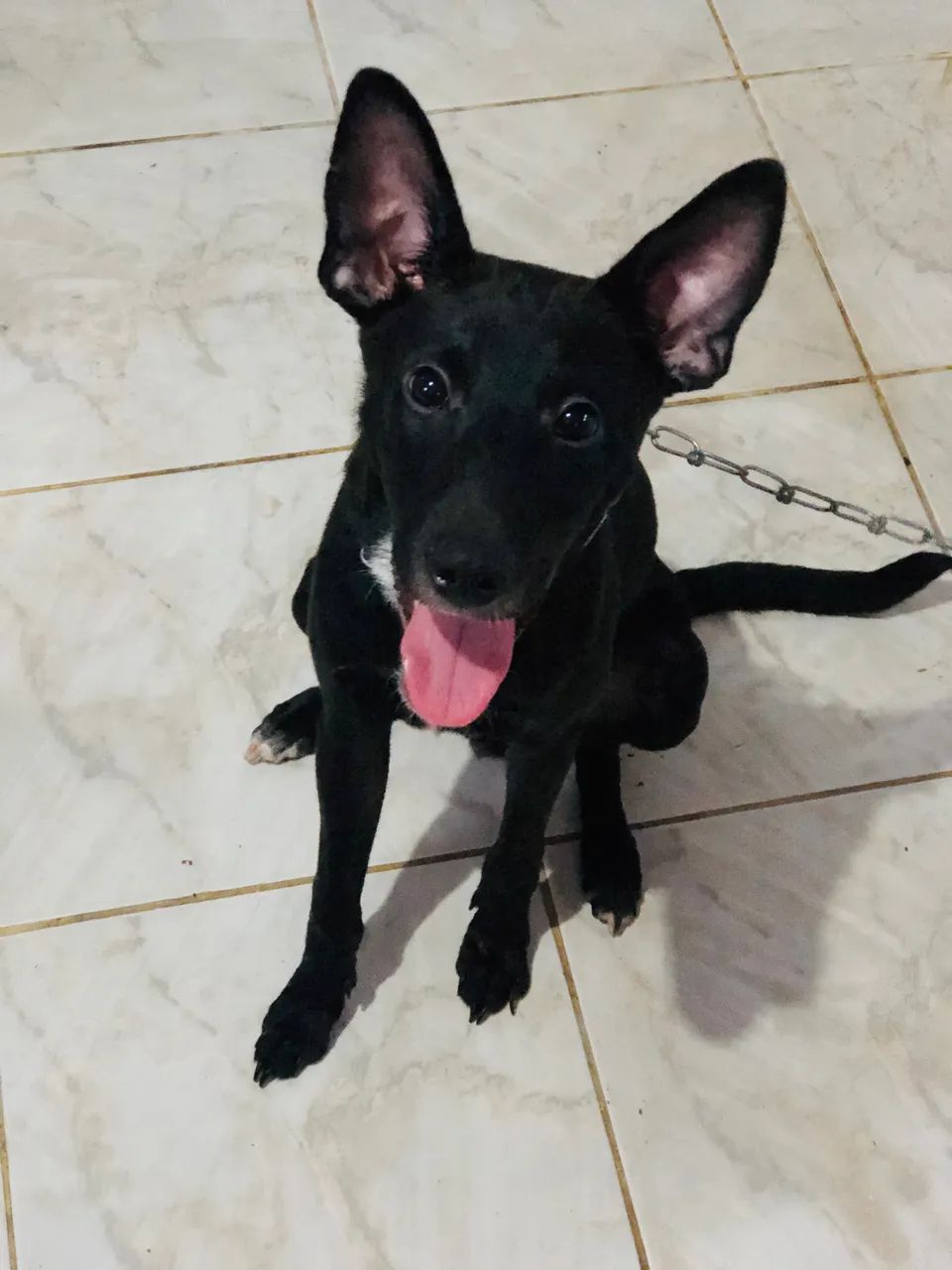 doação de cachorro