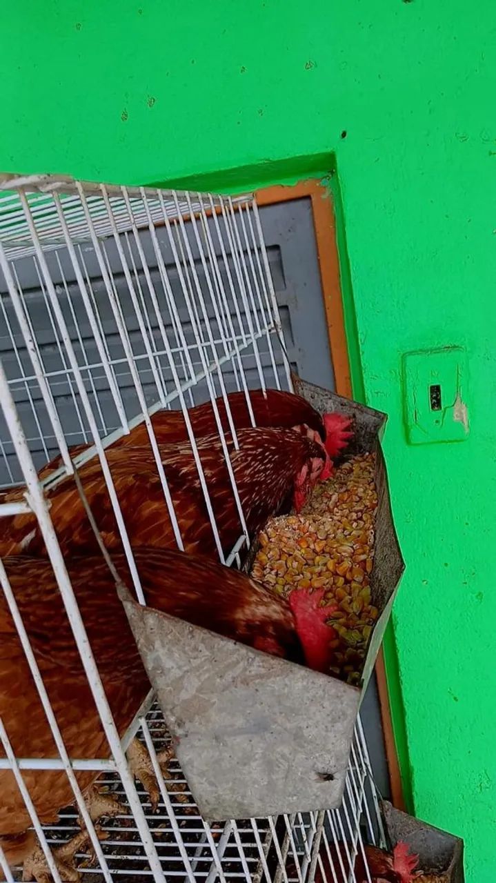 galinha Embrapa 051 - Foto 4