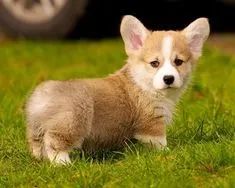 Corgi Pembroke Machos e Femeas