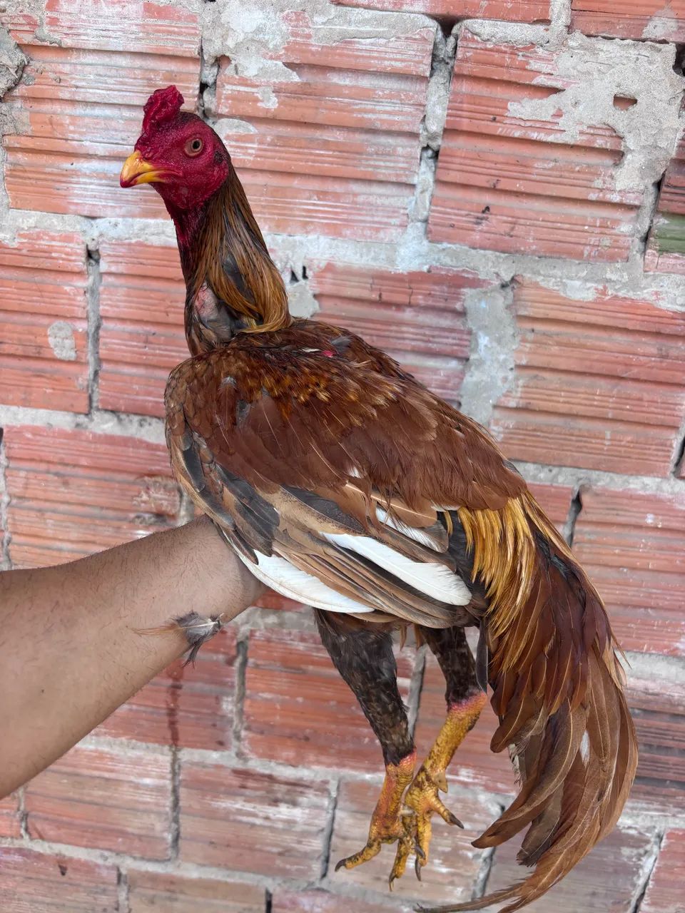 Frango indiano