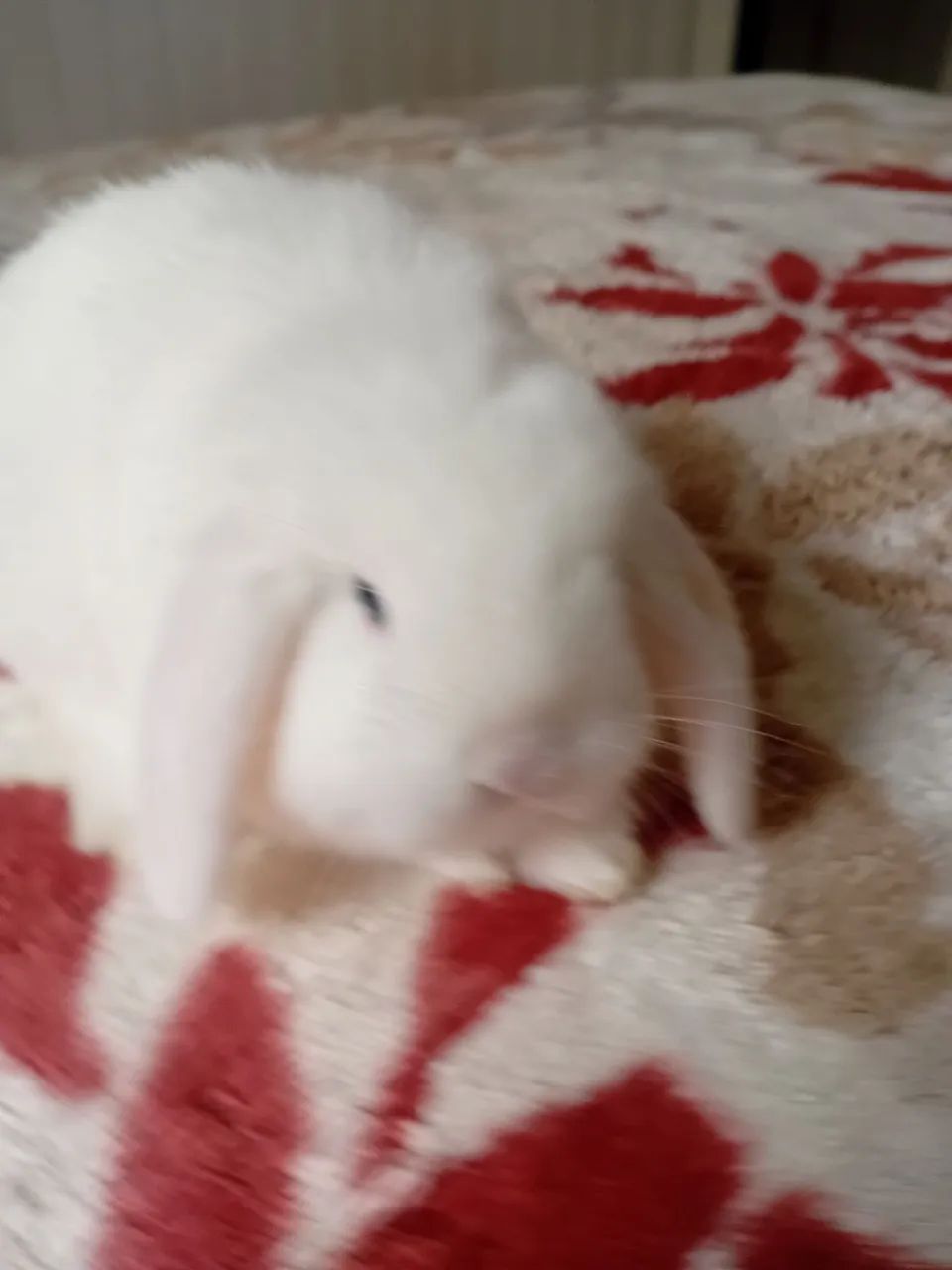 Mini lop  - Foto 2