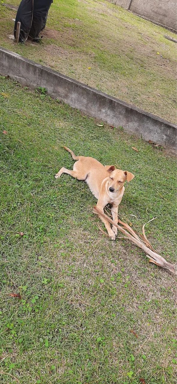 Adoção responsável  - Foto 3