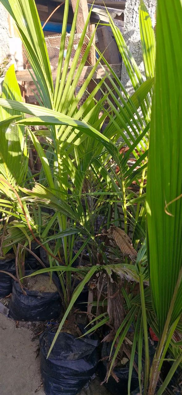 Mudas de fruteira e plantas 