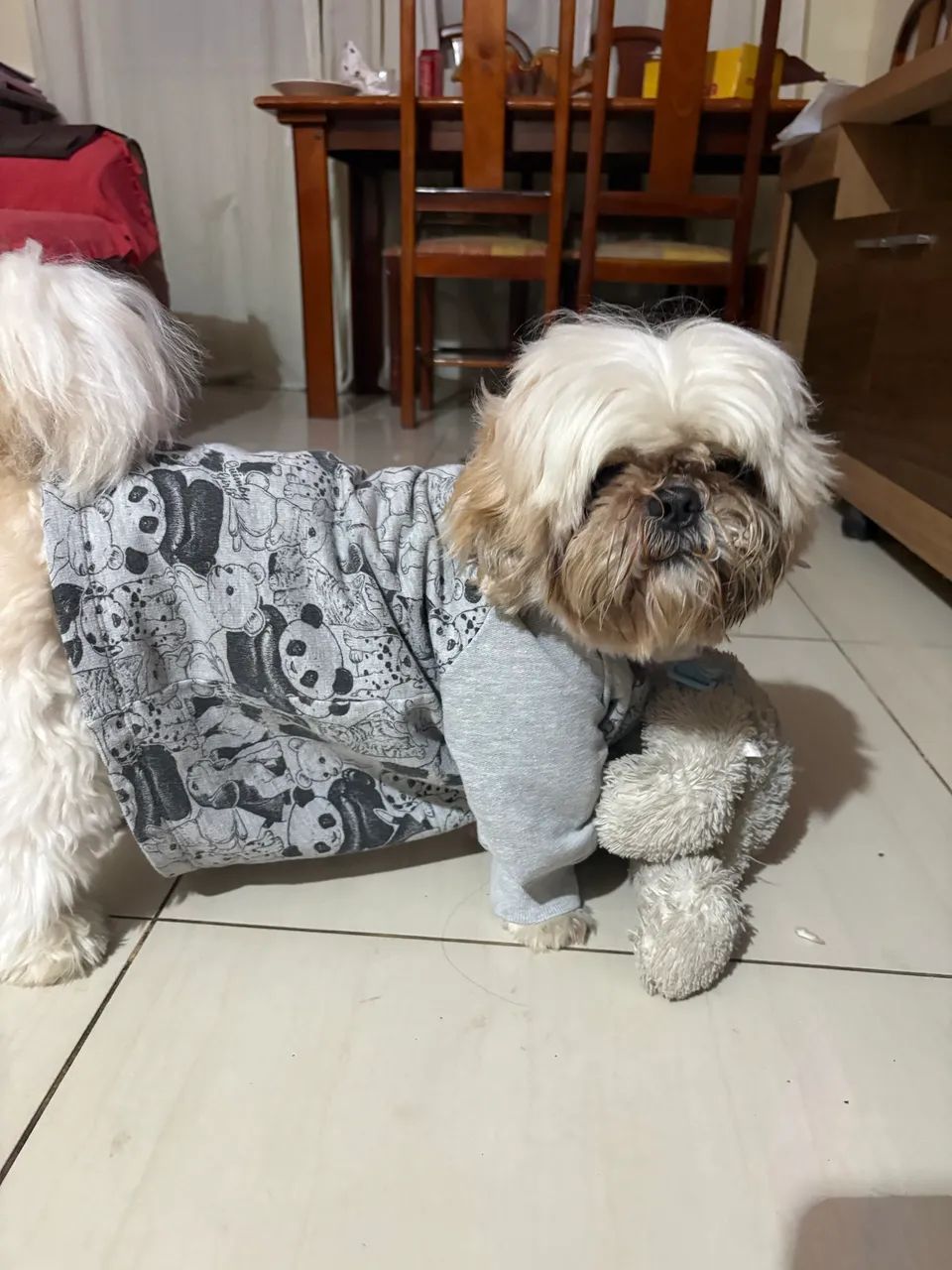 Vendo Shitzu adestrado e com vacinas em dia - Foto 3