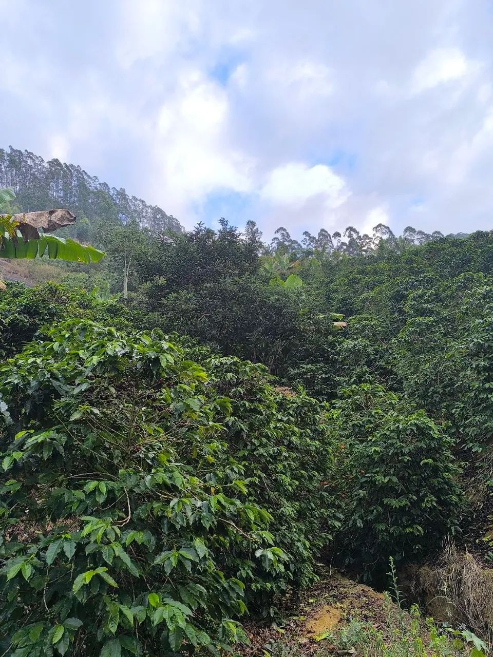 Sítio zona rural de conceição do castelo es - Foto 4