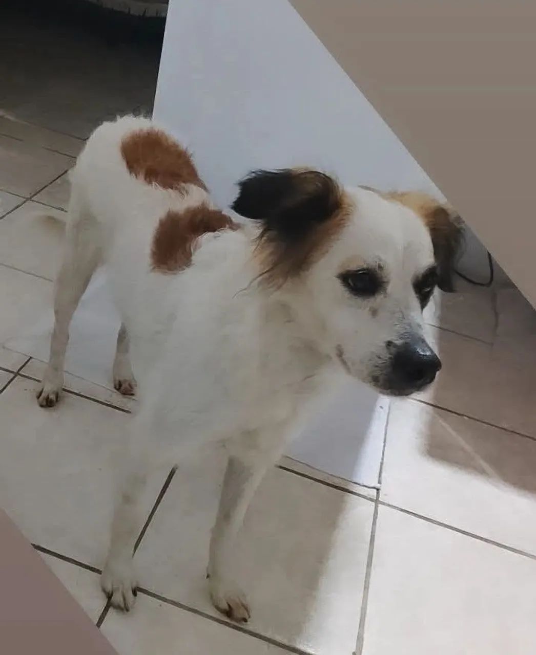 Cachorra 