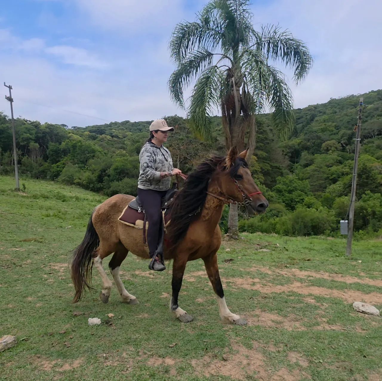 Égua Campolina  - Foto 2