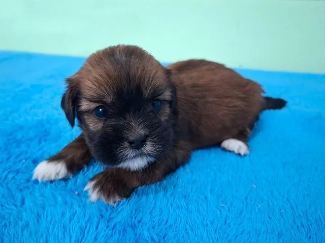Lhasa Apso - Filhote para Reserva e Entrega em Março. Parcelamos em 10x! - Foto 2