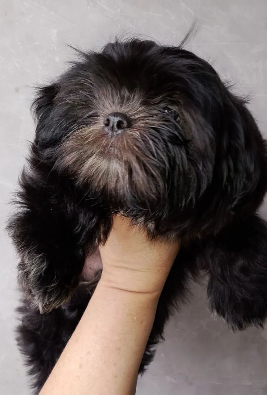 Shih Tzu  - Foto 2