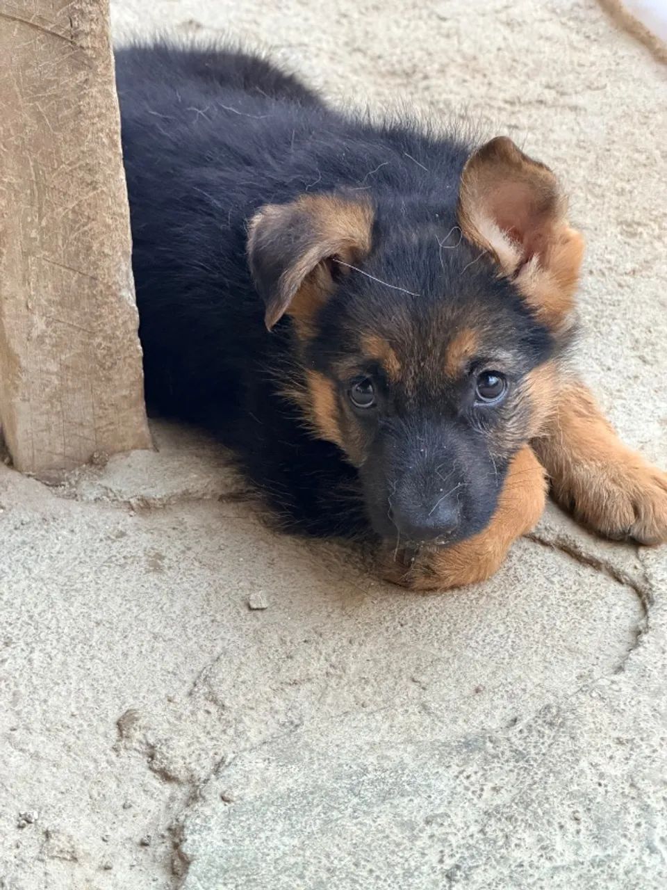 Cachorros capa preta - Foto 4