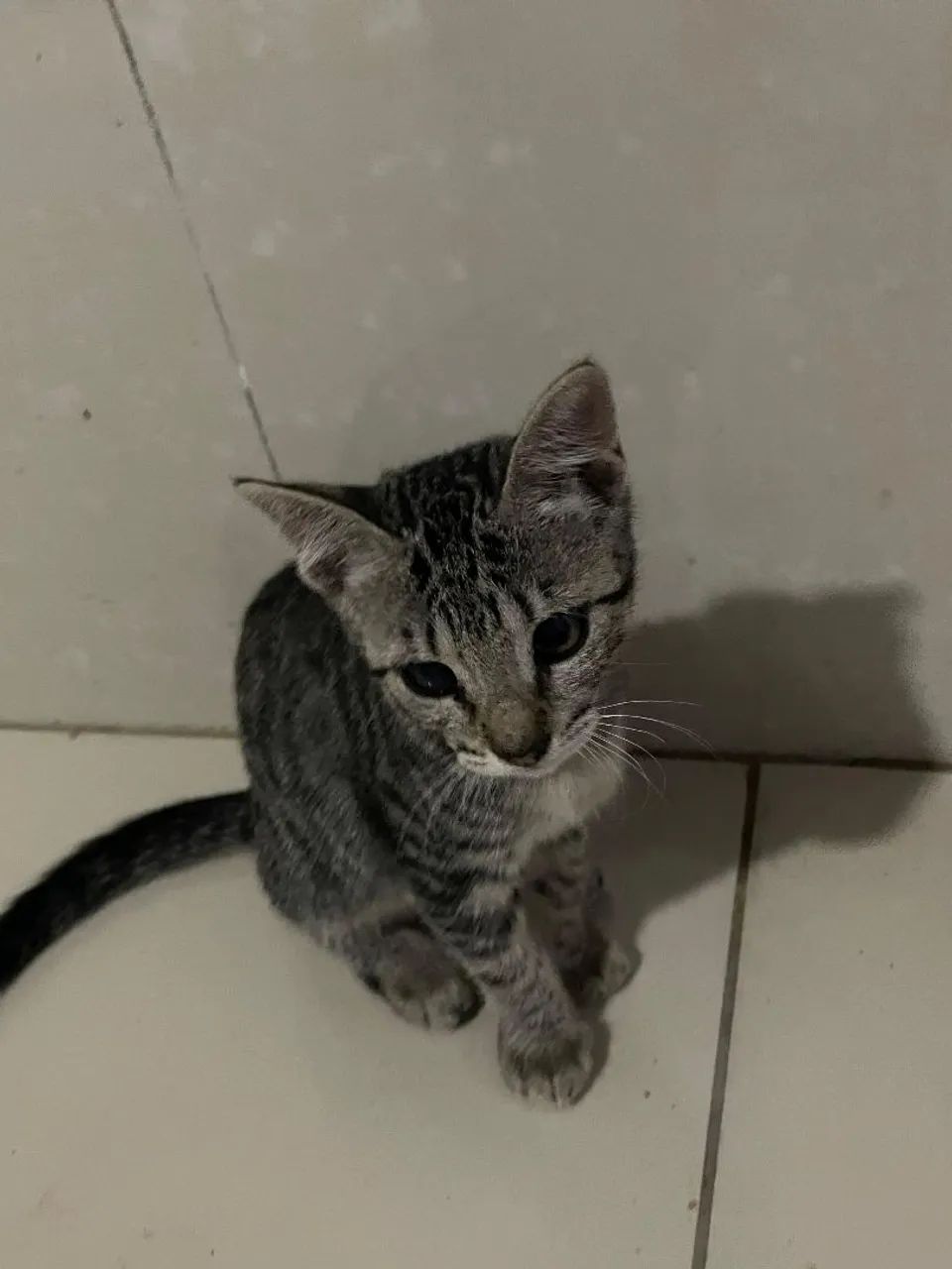 Gatinhas fêmeas para adoção! - Foto 2