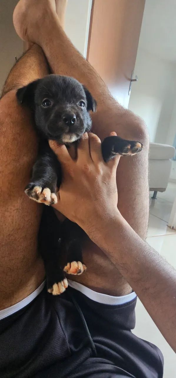 Cachorro  - Foto 3