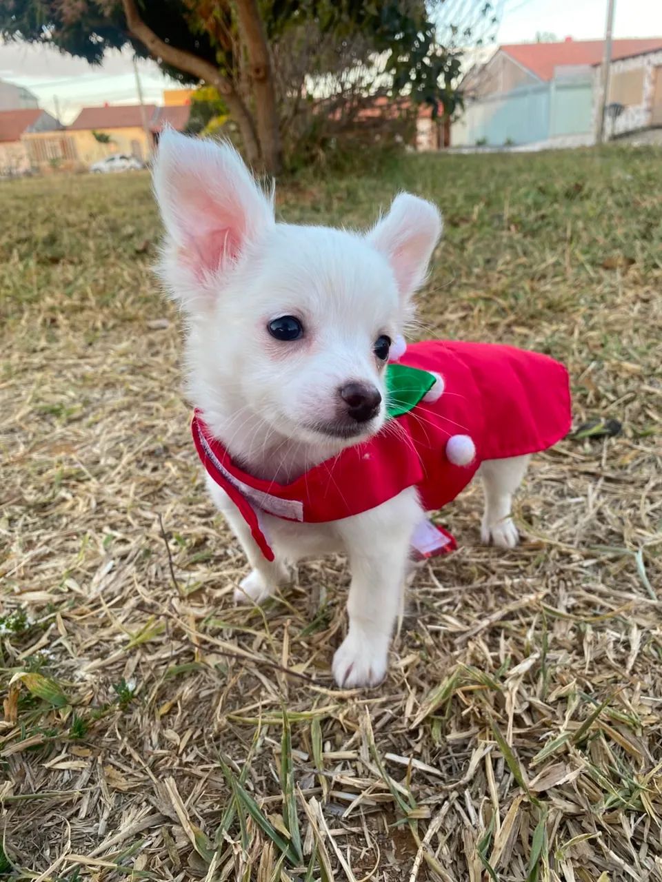 Chihuahua - Foto 4