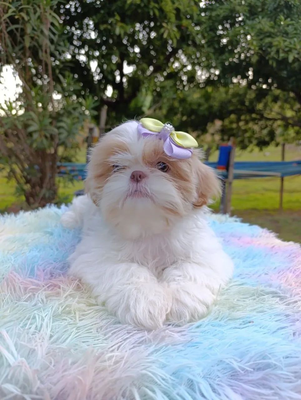 Shihtzu 