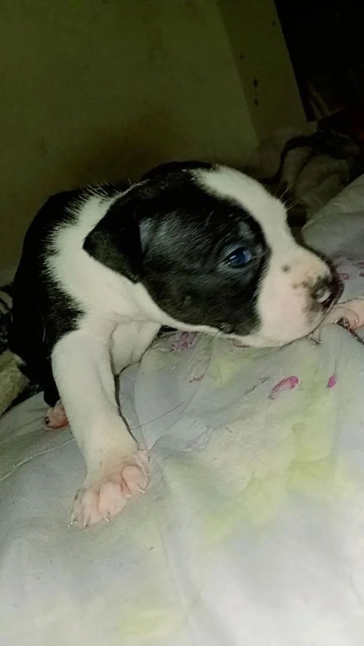 Pit Bull filhotes  - Foto 5
