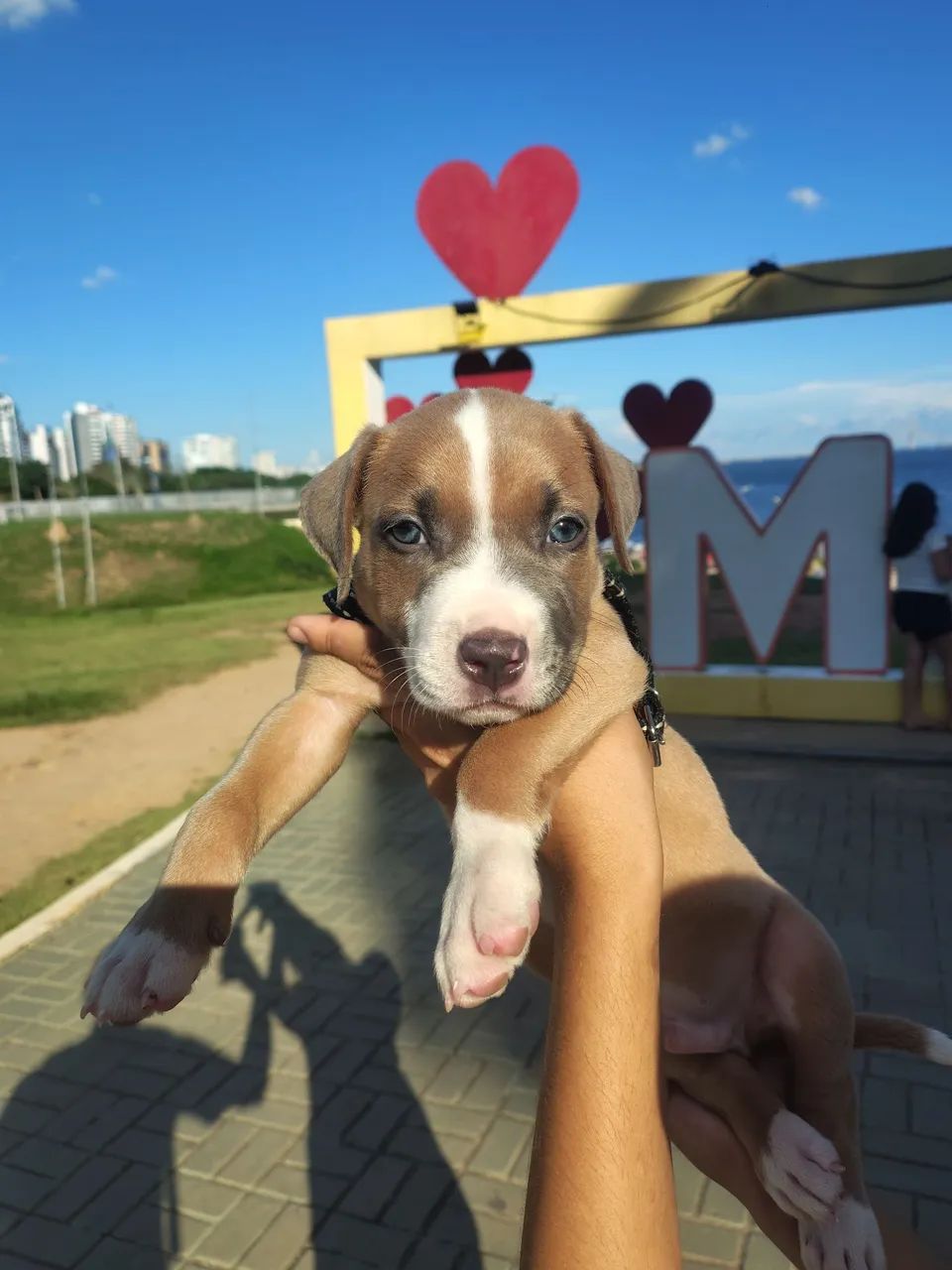 Vendo Pitbull 2 meses