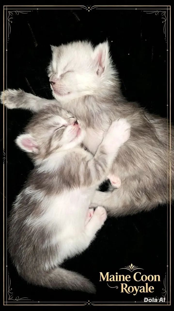 MAINE COON - Foto 2