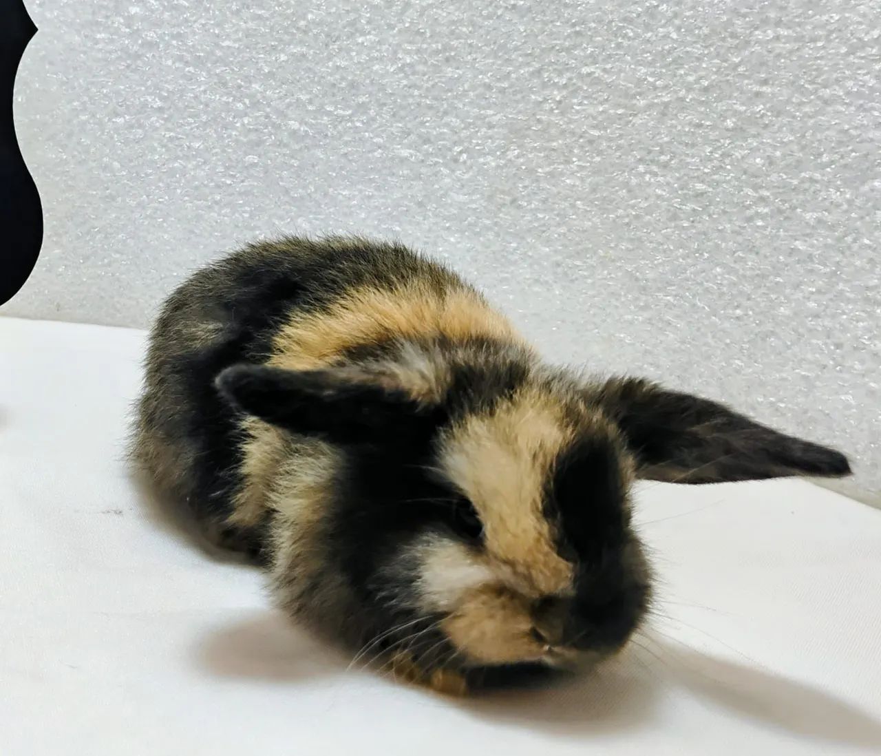 Mini Lop Mini Coelhos  - Foto 3