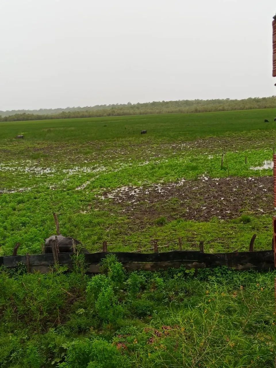 Fazenda em  Bacabeira MA - Foto 2