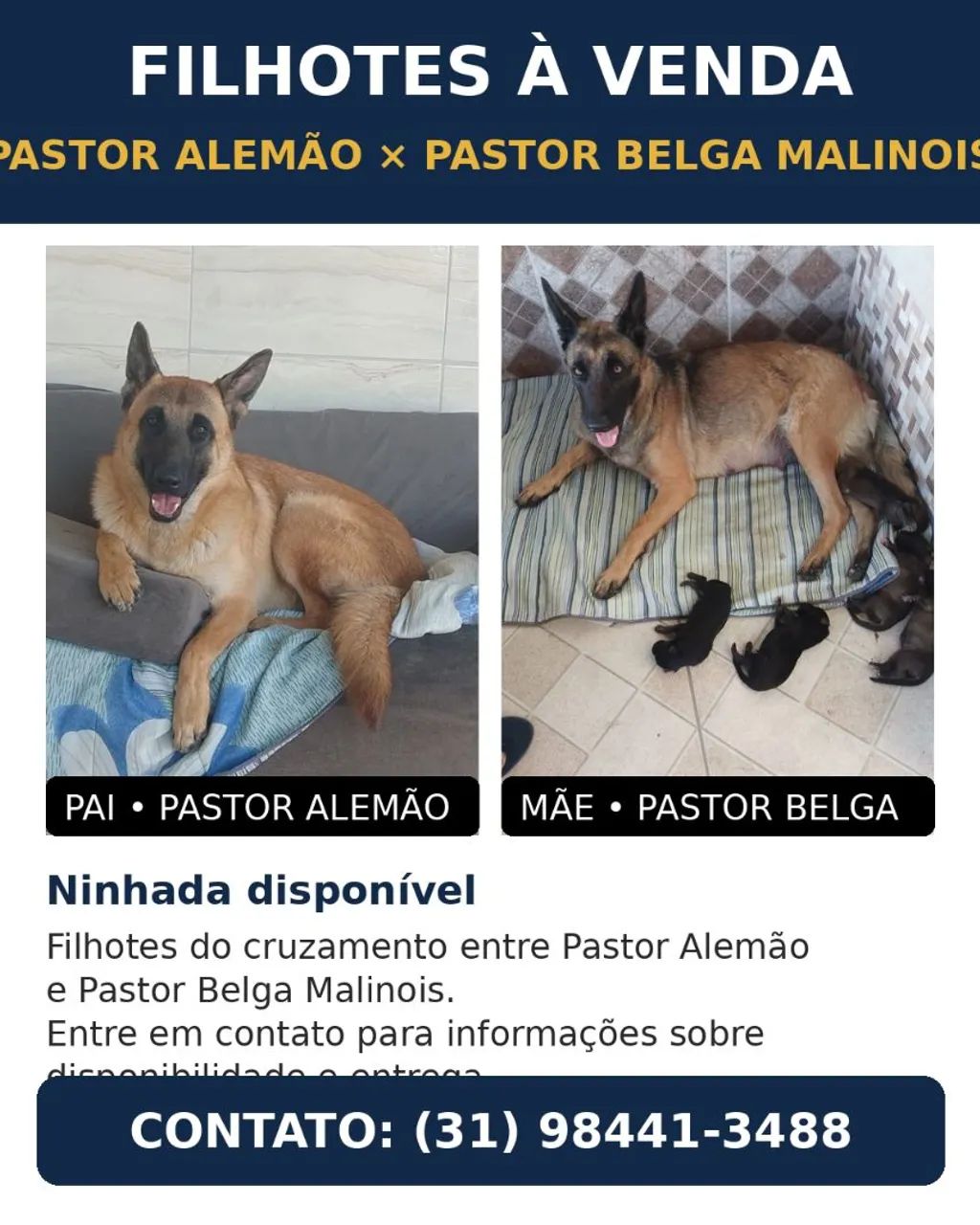 Filhotes de cachorro  - Foto 4