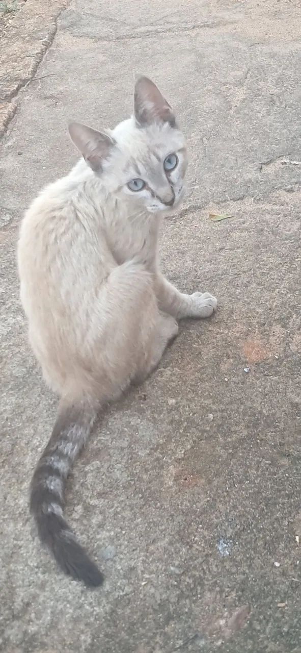 Doação gato - Foto 3