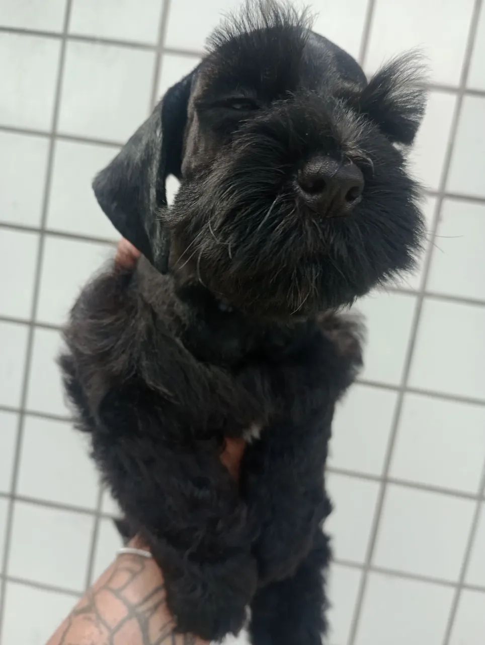 Schnauzer Miniatura macho  - Foto 3
