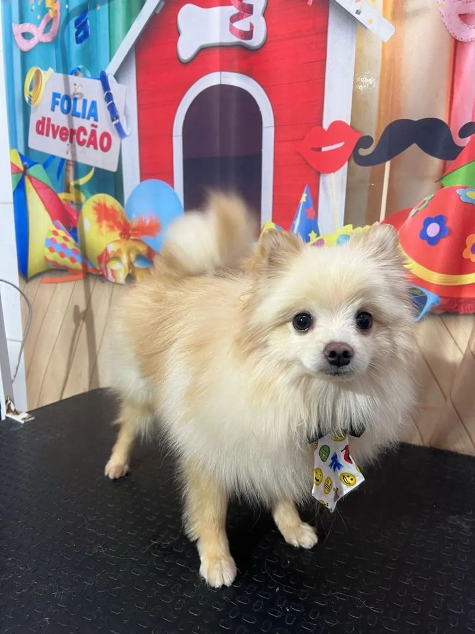 Spitz Alemão