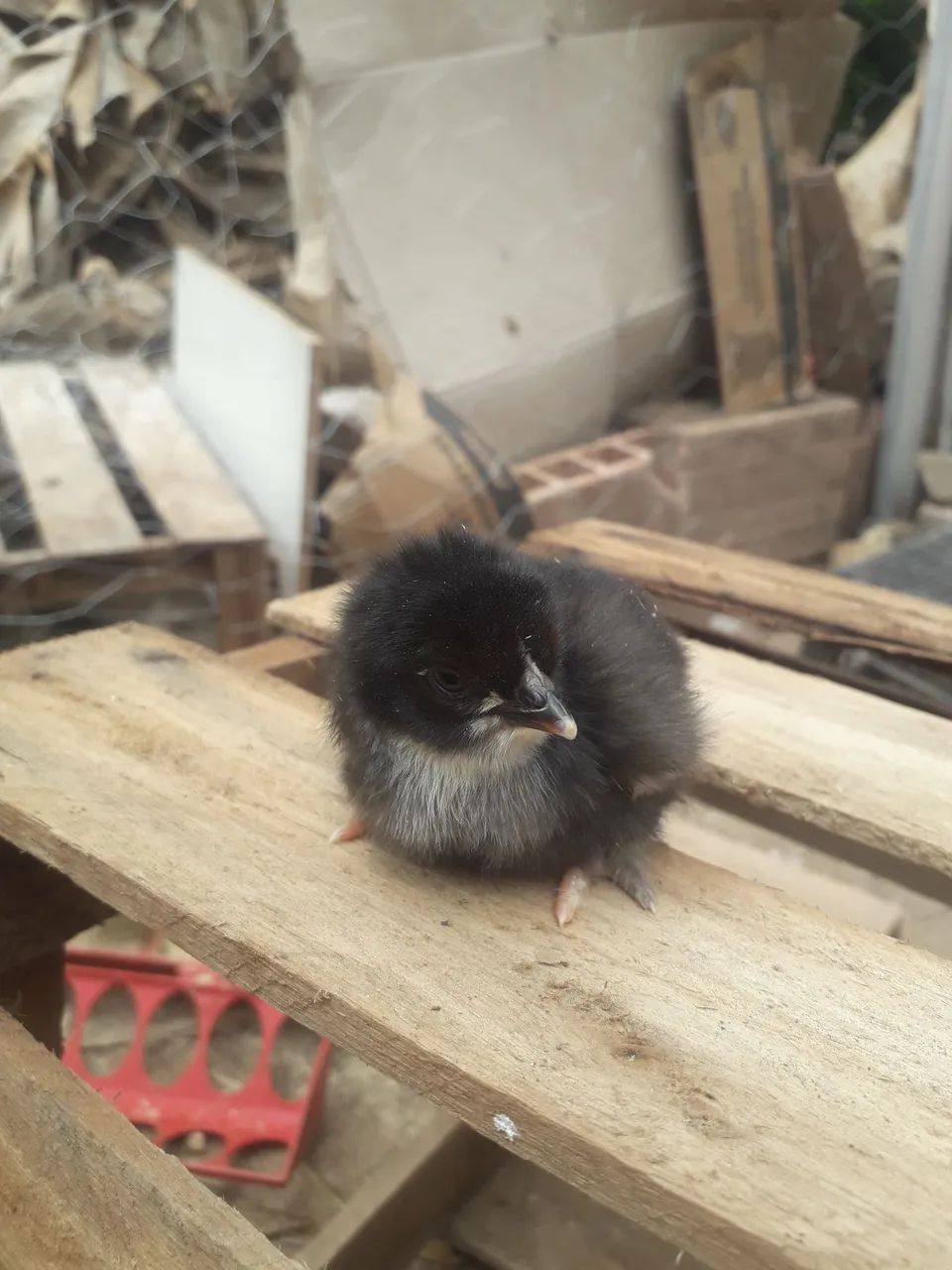 Pintinhos Easter Eggers - Foto 3