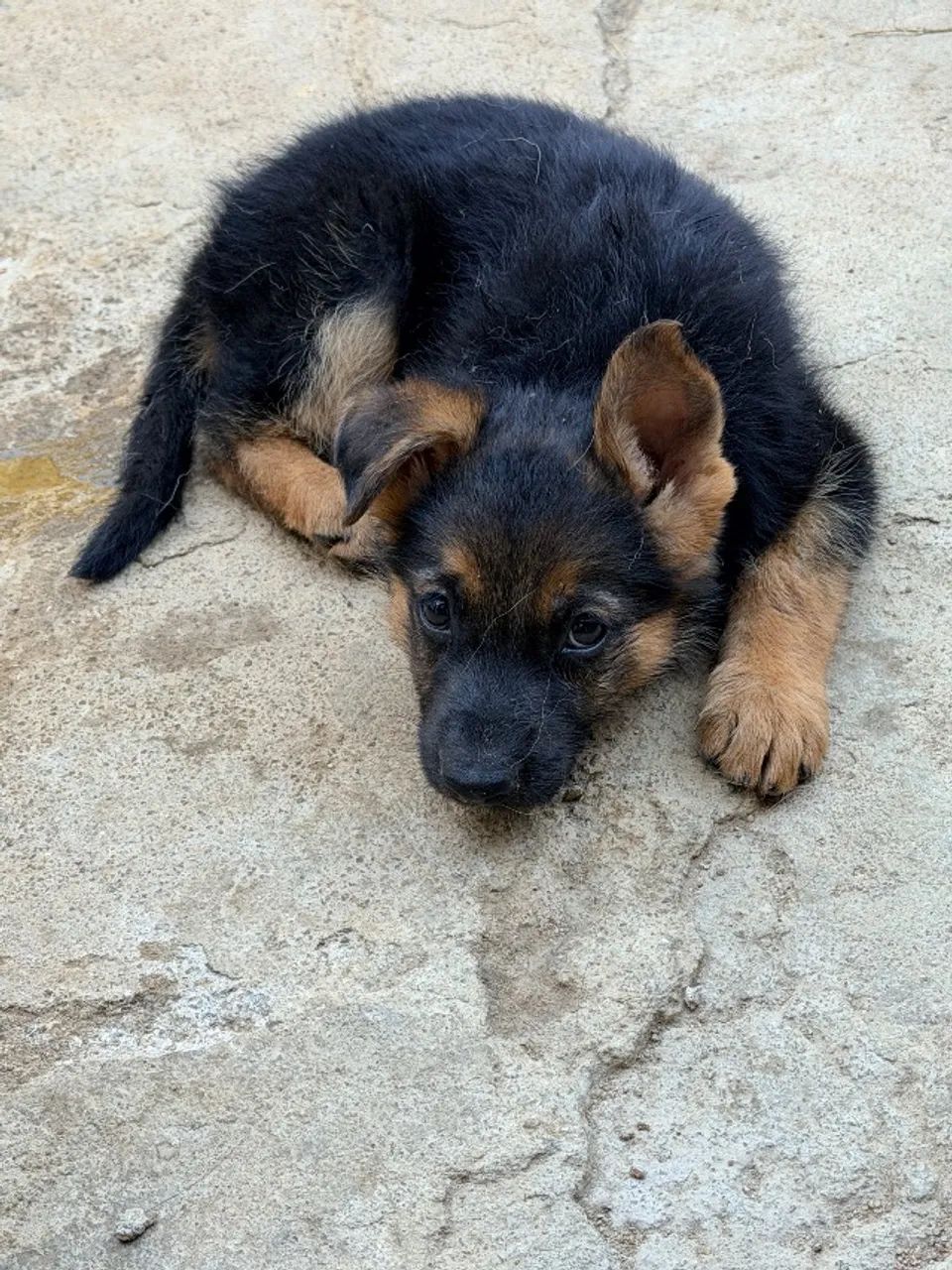 Cachorros capa preta - Foto 3