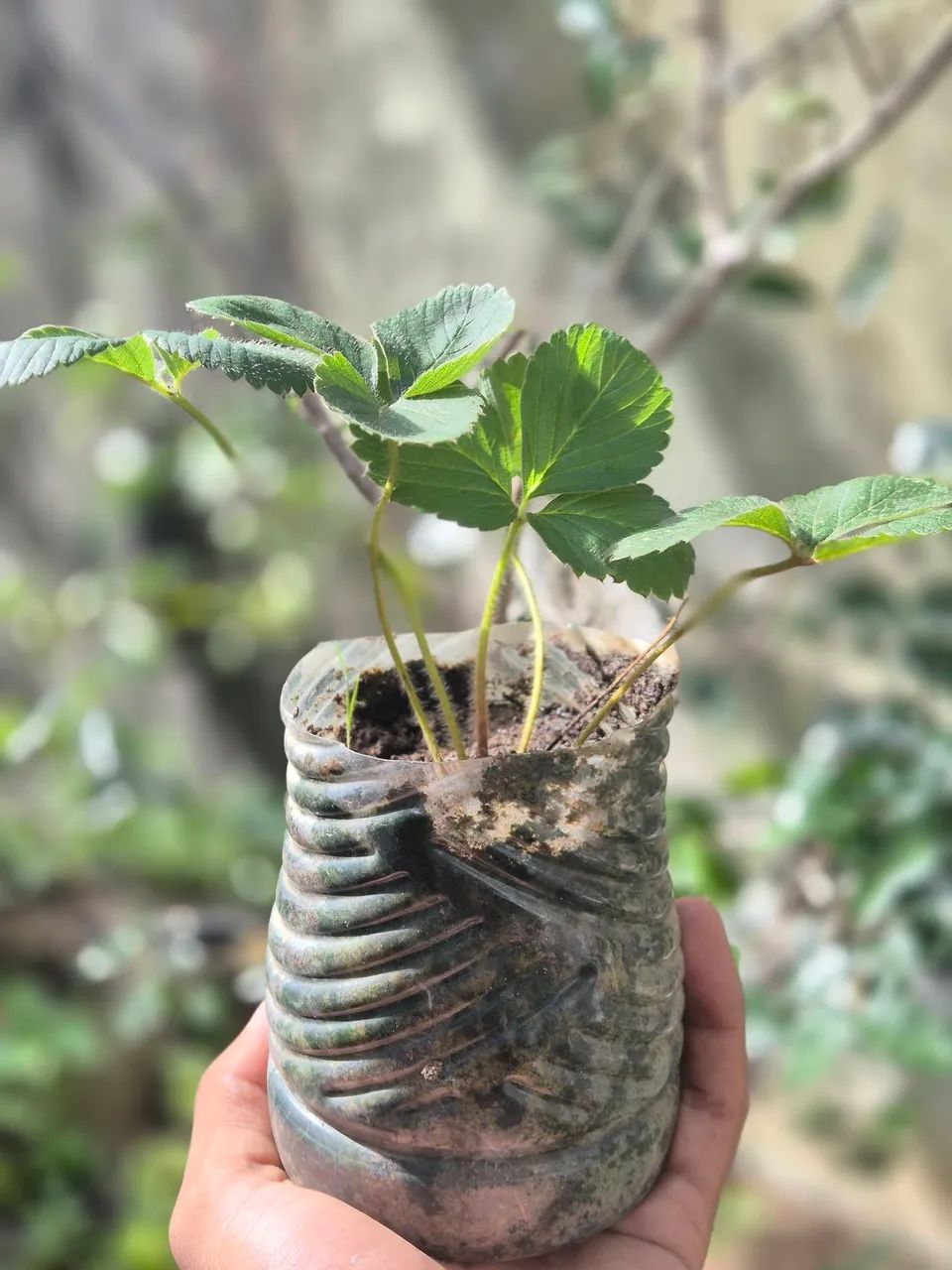 Mudas de morango 