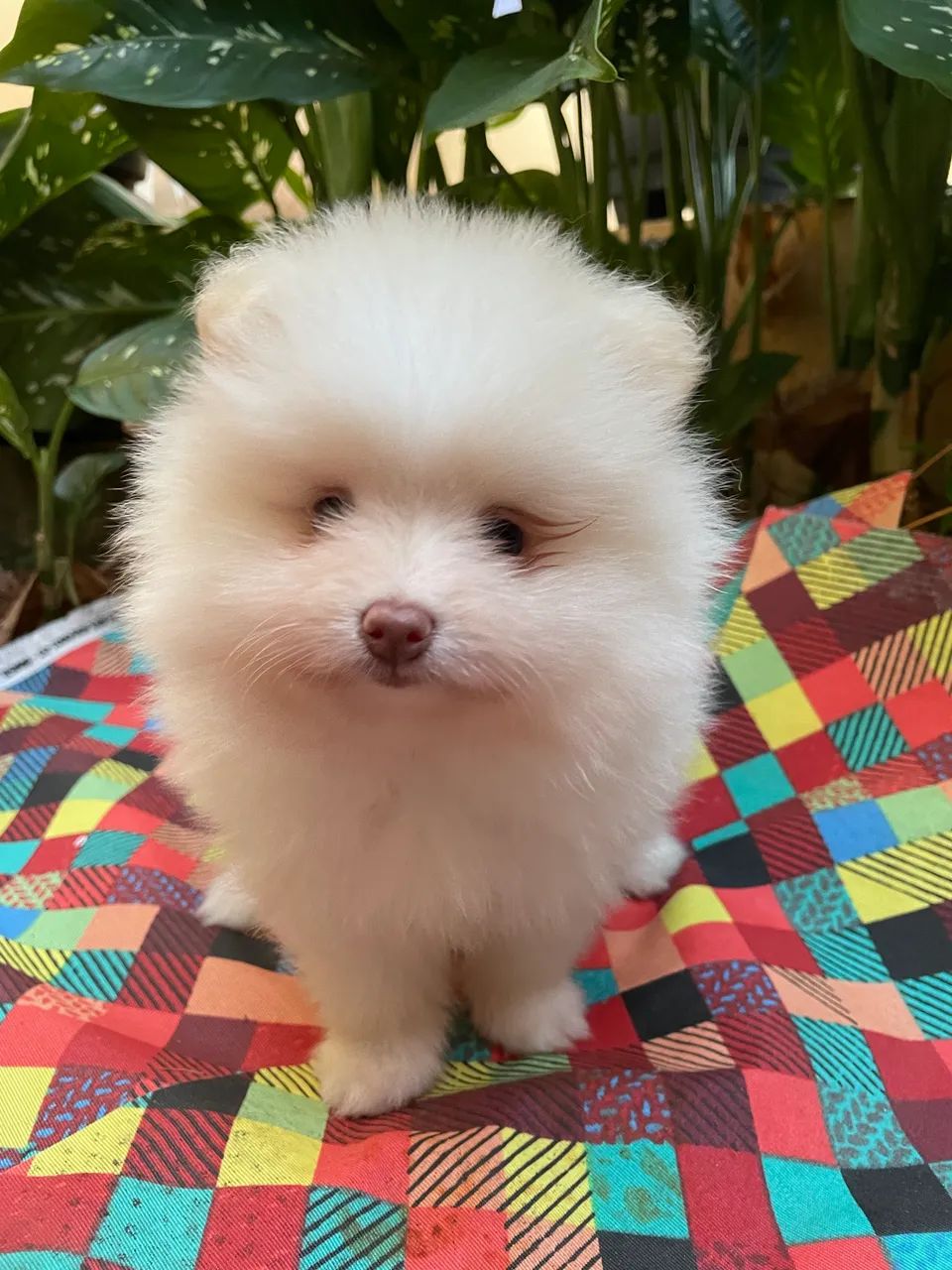 Spitz Alemão Anão Branco Fêmea Macho - Foto 3