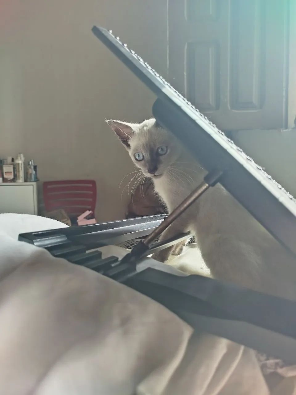 GATINHA PARA DOAÇÃO RESPONSÁVEL  - Foto 3