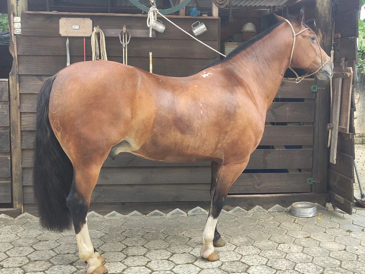Cavalo crioulo - Foto 2