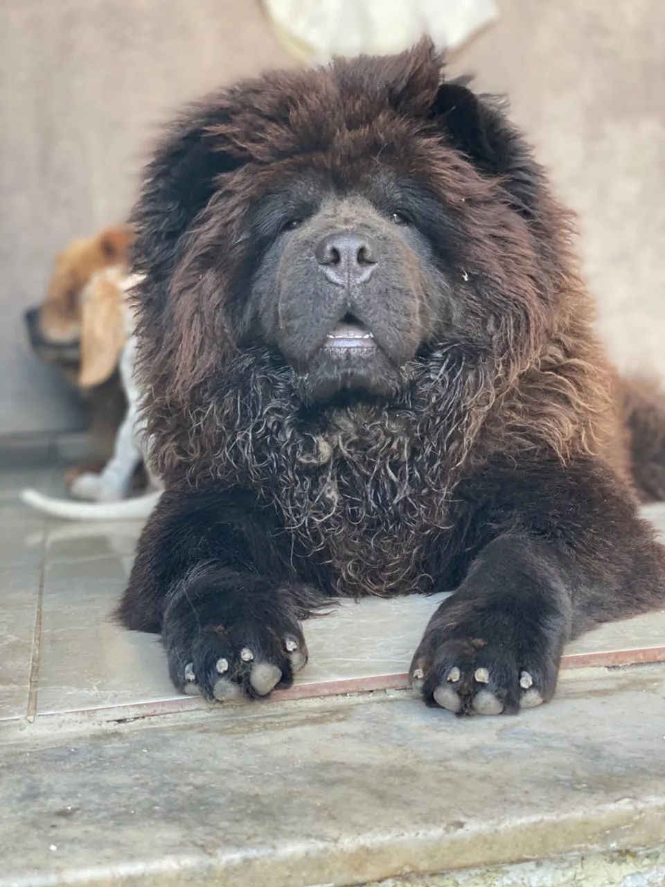 Chowchow  - Foto 3