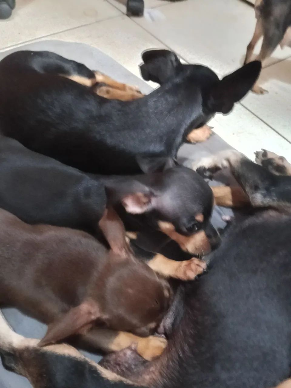 Pincher 1 - Foto 3