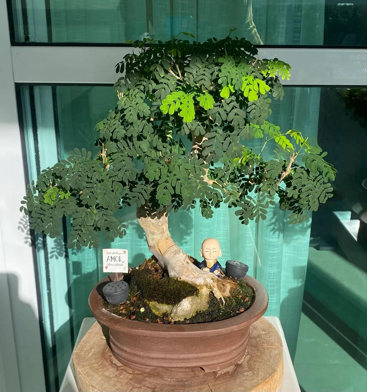 Bonsai de Piteco  - Foto 4