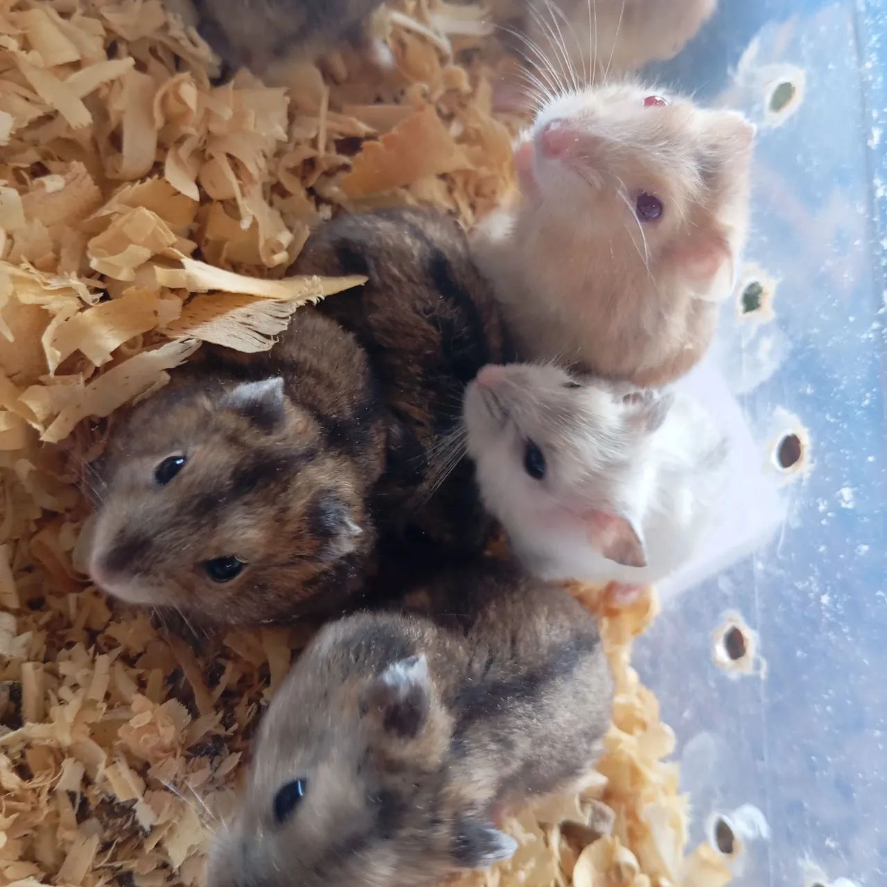 Hamster russo, sírio, angorá.