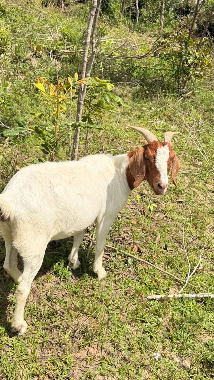 Cabras Boer  - Foto 3