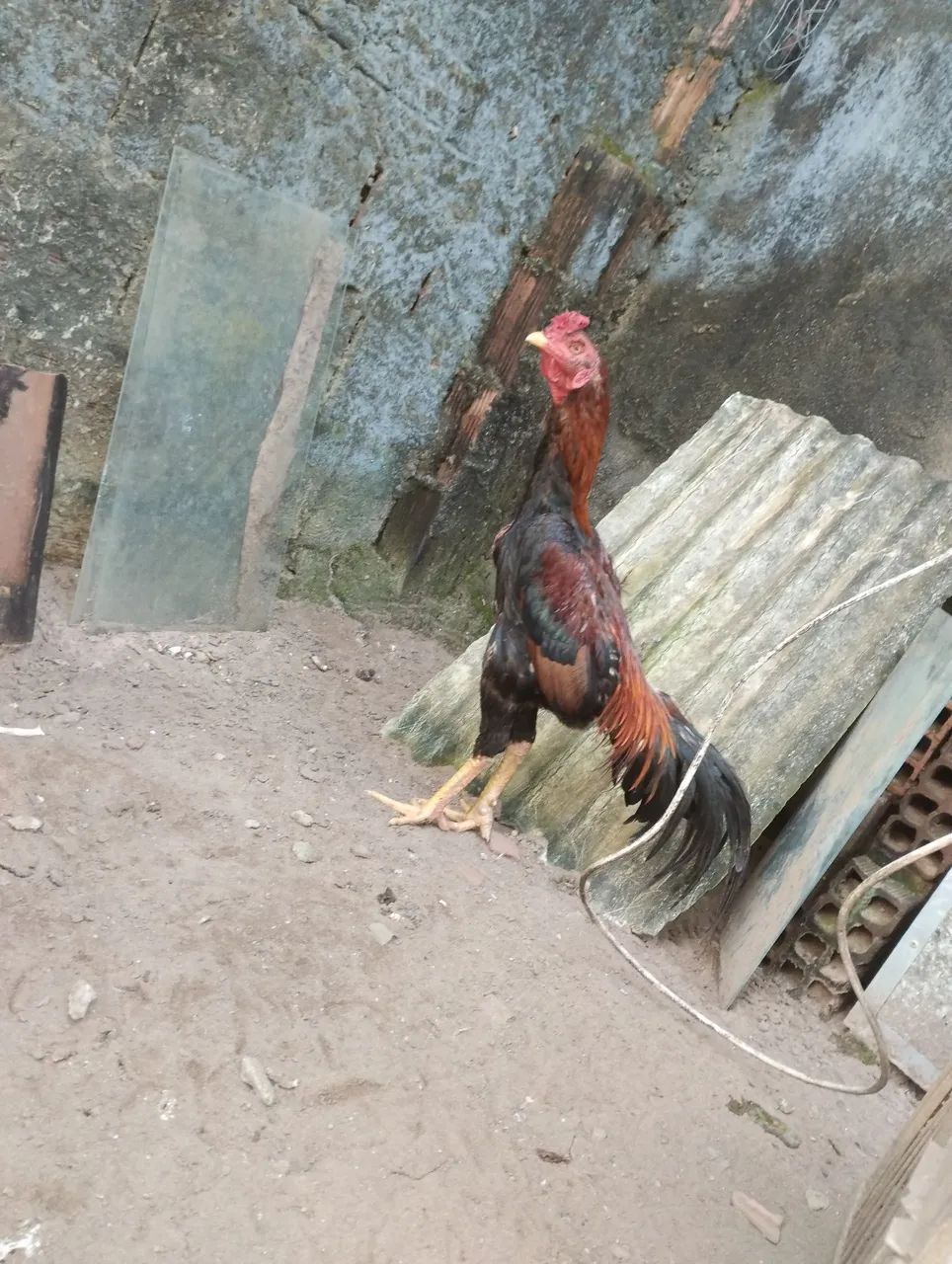 Casal de raça pra vender ligeiro,180,00 o casal - Foto 6