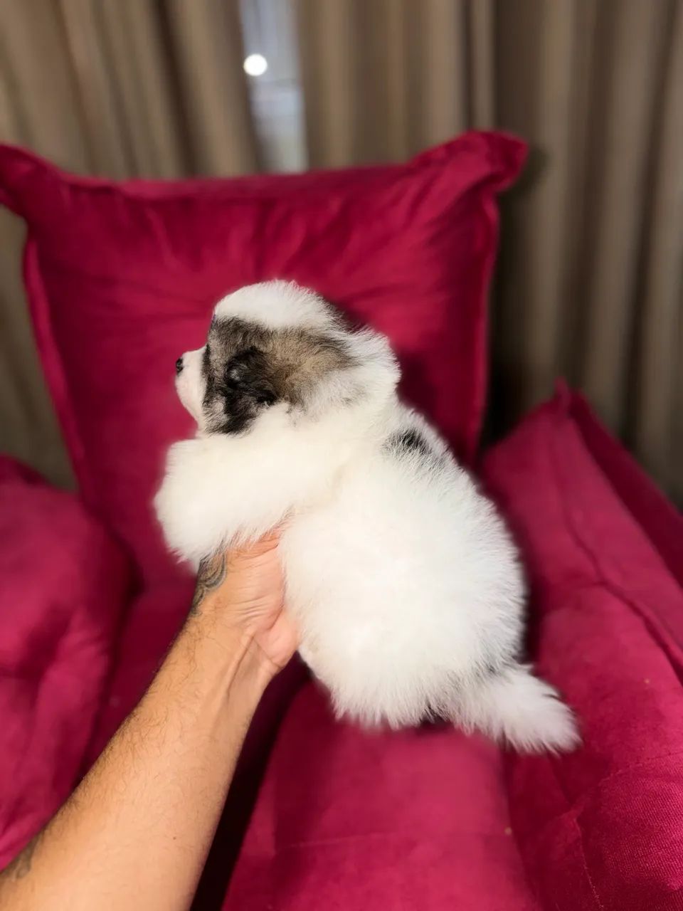 Spitz alemão anão  - Foto 4